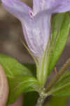 Oblongleaf snakeherb